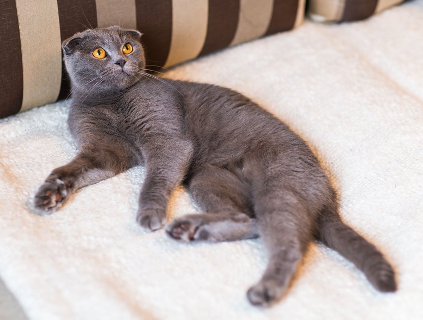 graue Katze auf dem Sofa