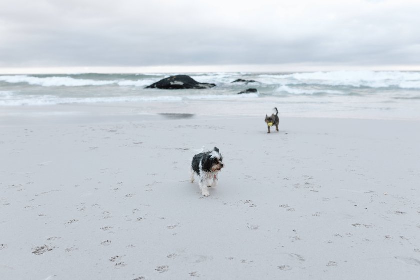 Zwei Hunde am Strand