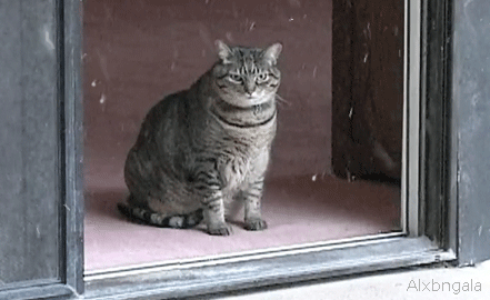 Katze guckt aus dem Fenster Katze guckt aus dem Fenster