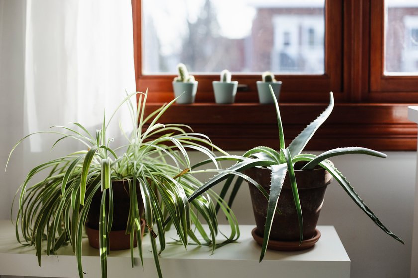 Diese Zimmerpflanze passt perfekt zu deinem Sternzeichen