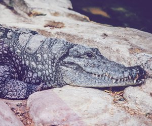 Traumdeutung Krokodil: Das beutetet das Krokodil-Motiv