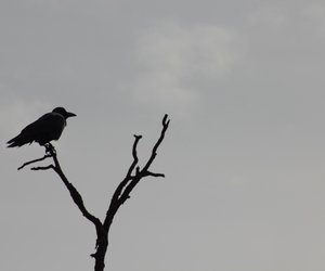 Was bedeuten Vögel in unseren Träumen