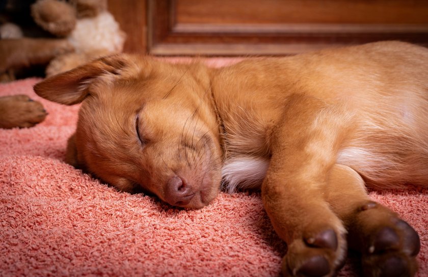 Schlafposition von Hunden