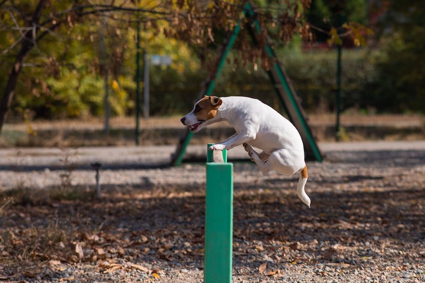 Hund Agility