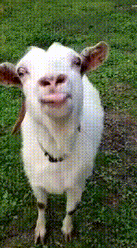 Ziege Zunge Ziege Zunge