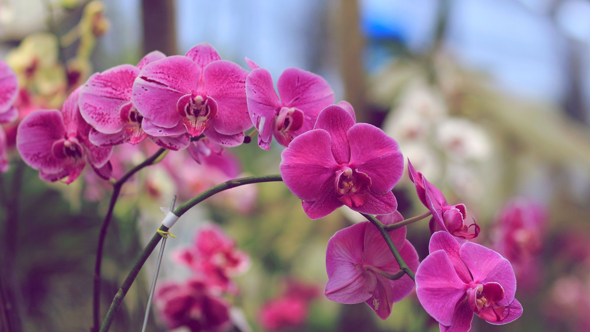 Wenn-du-deine-Orchideen-mit-dieser-K-chenzutat-gie-t-bl-hen-sie-so-sch-n-wie-noch-nie