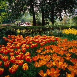 Entdecke das farbenfrohe Tulpenparadies bei Amsterdam mit Hotelübernachtung ab nur 69 Euro