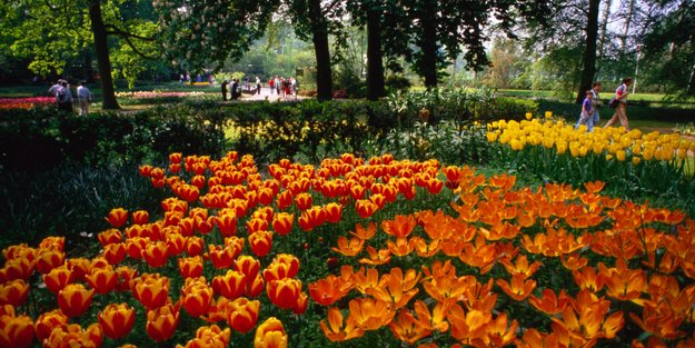Entdecke das farbenfrohe Tulpenparadies bei Amsterdam mit Hotelübernachtung ab nur 69 Euro