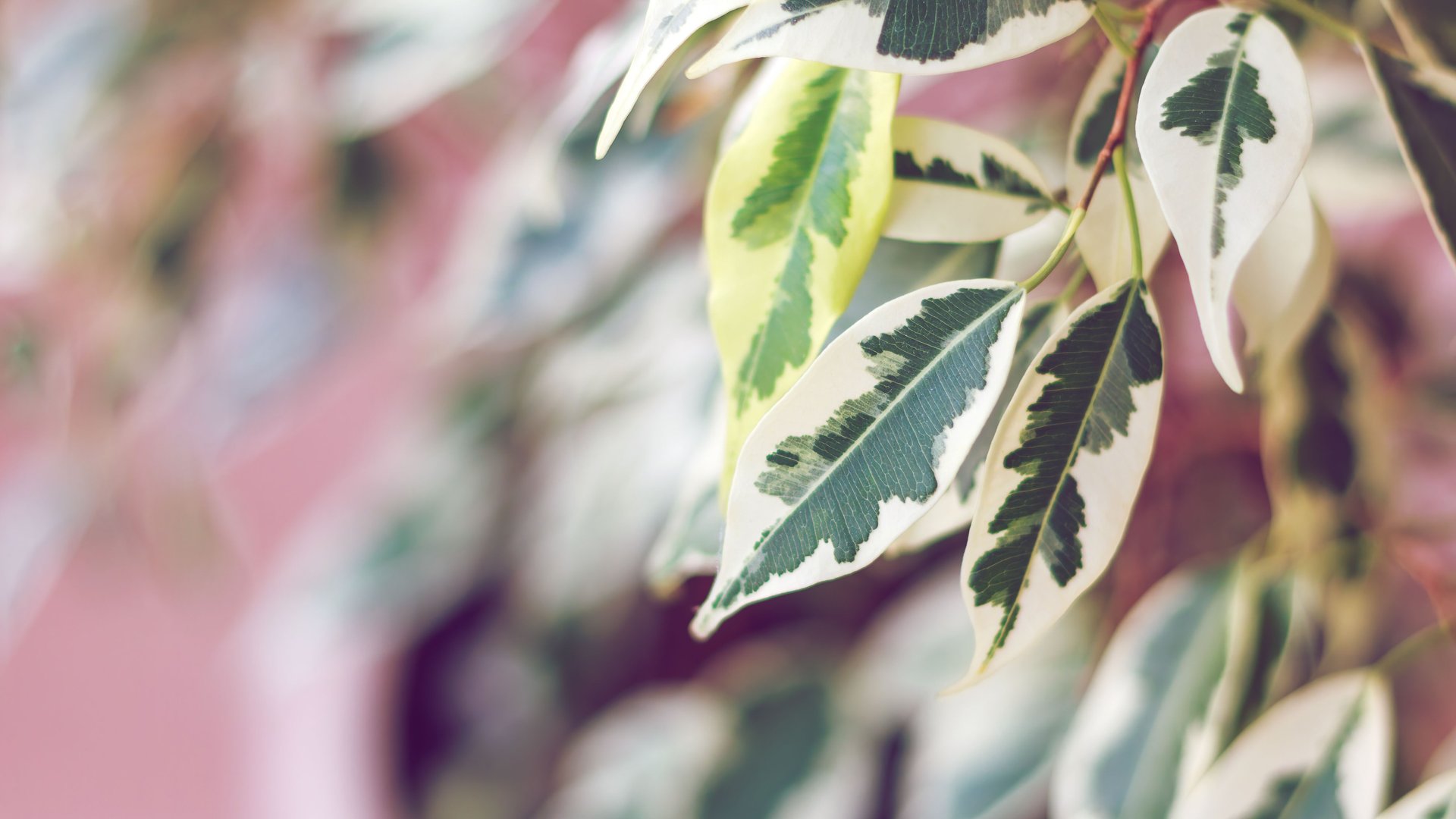 Dieser-Trick-verhindert-dass-dein-Ficus-Benjamini-seine-Bl-tter-verliert