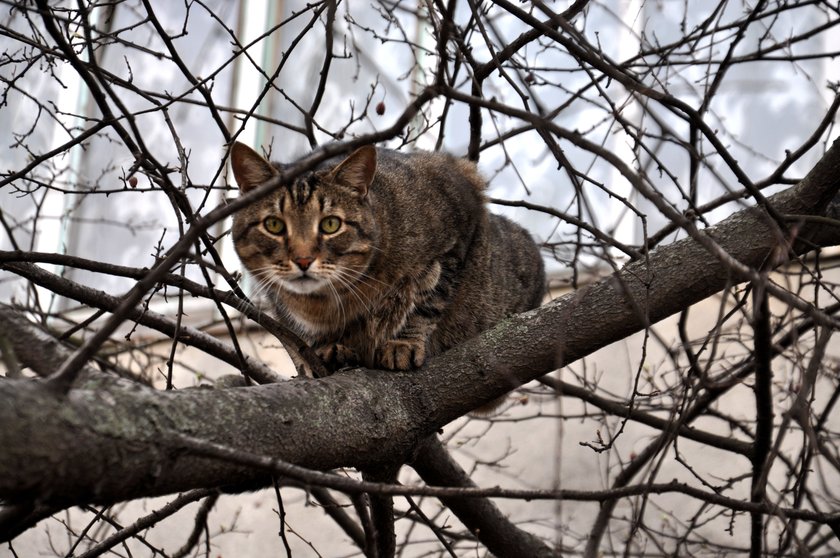 Eine Ocicat sitzt in einem Baum und schaut in die Kamera. Sie ist umgeben von Ästen.