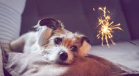 9 Tipps für Silvester, wenn dein Hund Angst vor Feuerwerk hat