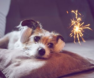 9 Tipps für Silvester, wenn dein Hund Angst vor Feuerwerk hat