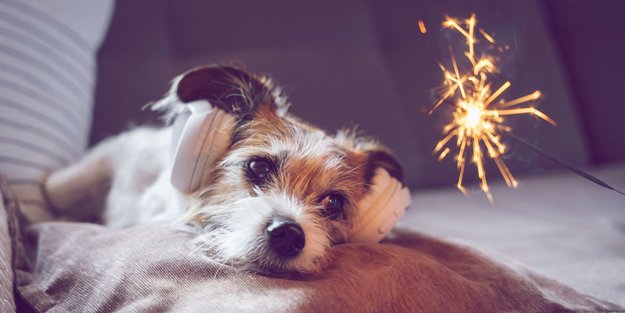 9 Tipps für Silvester, wenn dein Hund Angst vor Feuerwerk hat
