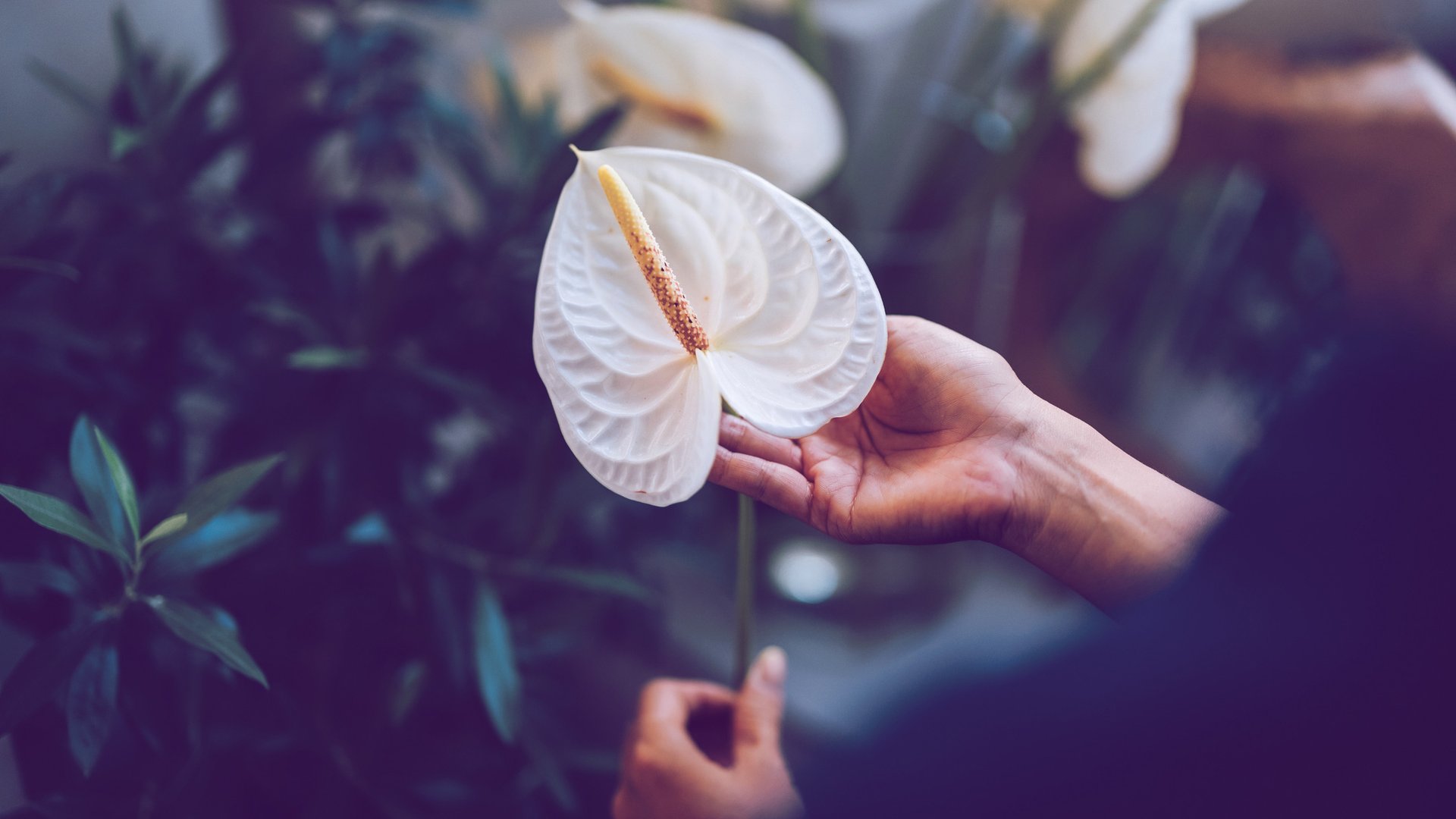 Diese-Weihnachtspflanzen-sind-das-perfekte-Last-Minute-Geschenk-plus-Pflegetipps-vom-Profi-