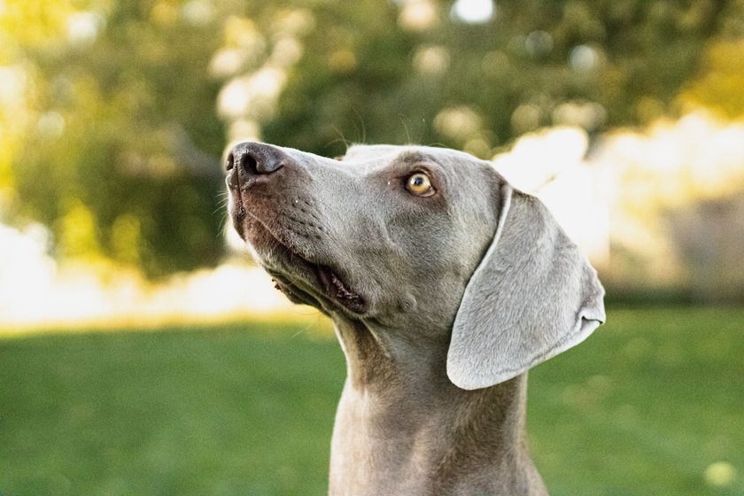 Ein closeup shot eines Weimaraner Hundes, der hoch schaut.