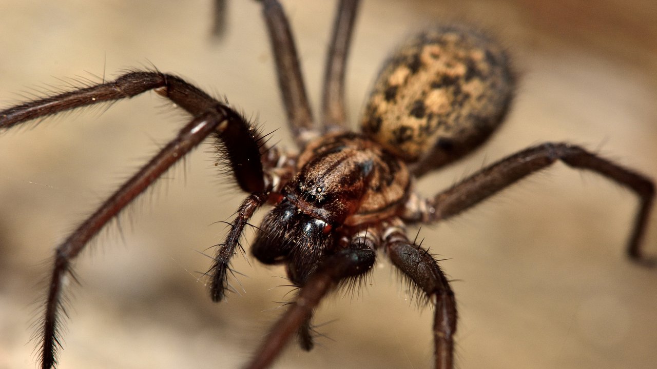 A large spider in the family Agelenidae, active at night and showing large fangs