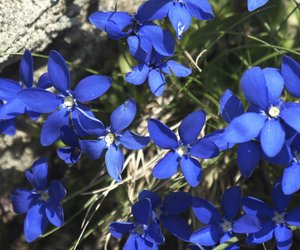 Bedeutung von Enzian: Welche Symbolik verkörpert die blaue Blume?