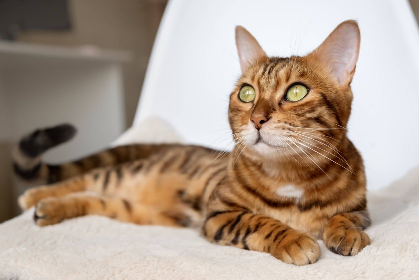 Bengal-Katze