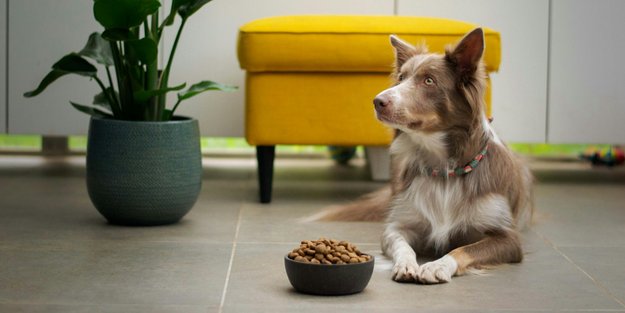 Dank des Vorratsbehälter von Amazon bleibt Trockenfutter für Hunde länger frisch