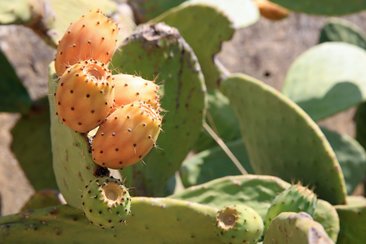 Kaktusfeigenkernöl gegen Falten