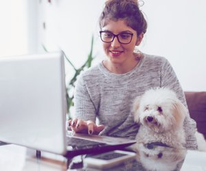 5 Gründe, warum Hunde im Büro alles besser machen