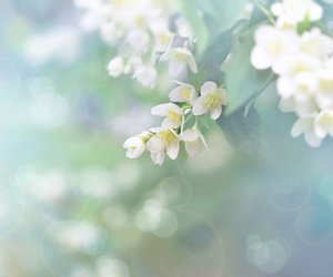Verführerische Blüten: Entdecke die besten Jasmin-Parfums, die du jemals gerochen hast