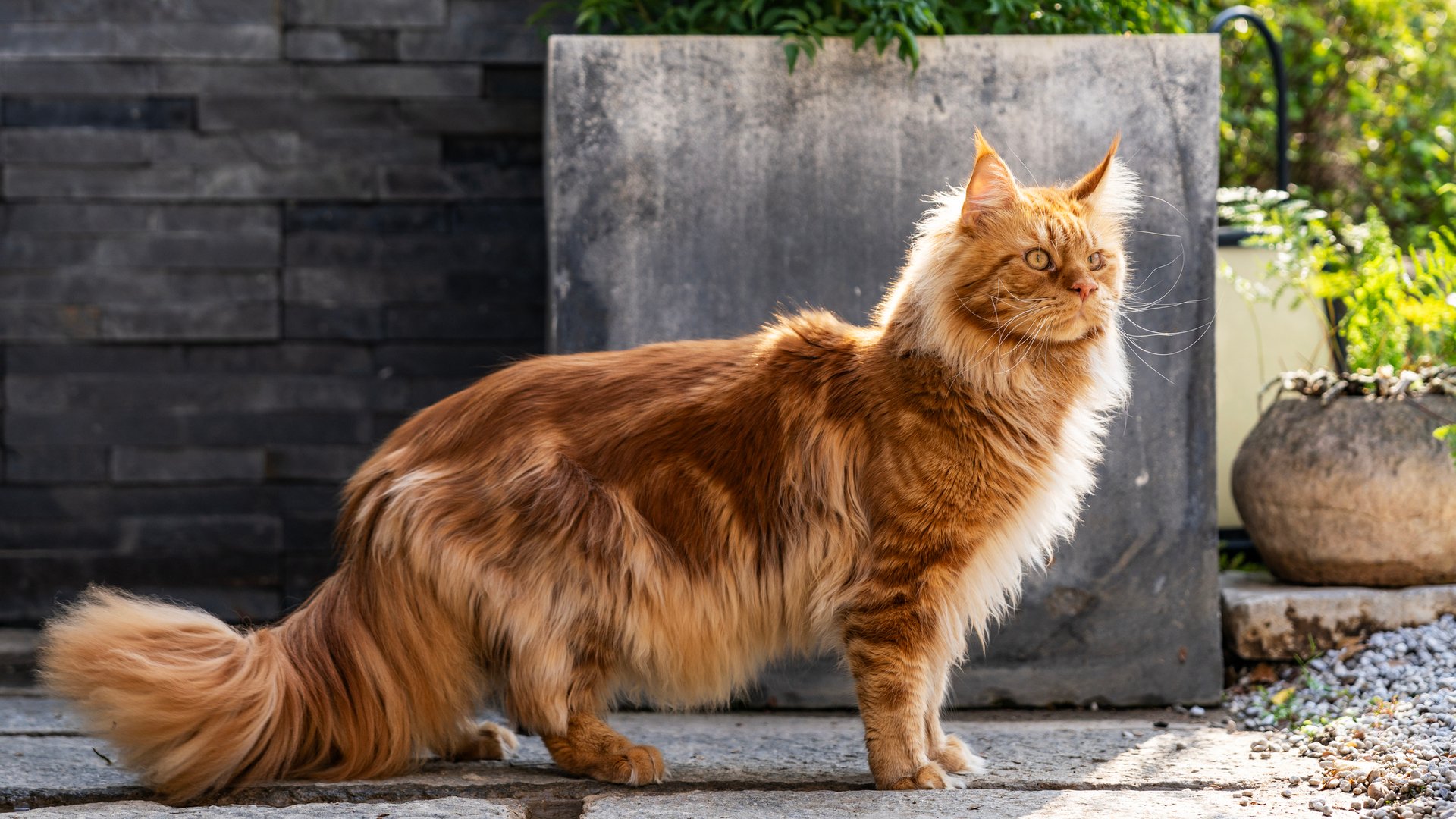 So groß, so charismatisch: Die größte Katze der Welt im Porträt