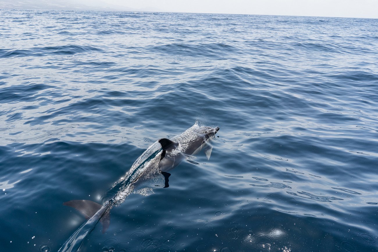 Delfin Teneriffa Delfin Teneriffa