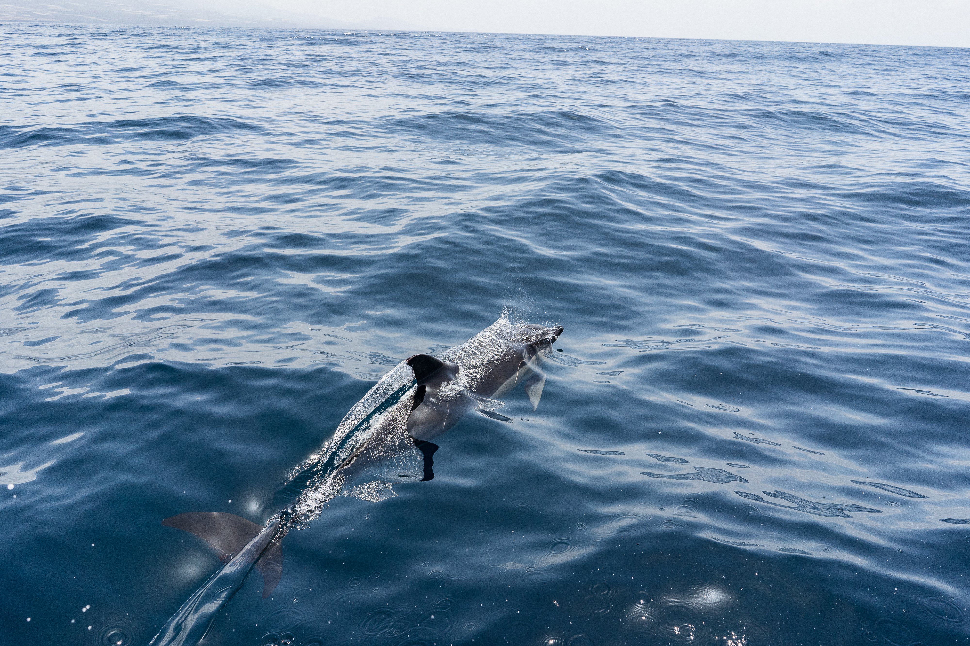 Delfin Teneriffa Delfin Teneriffa