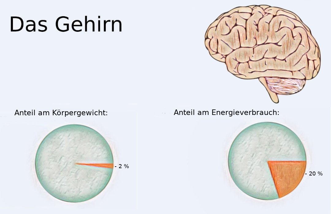 Anteil des Gehirns am Körper und am Energieverbrauch.