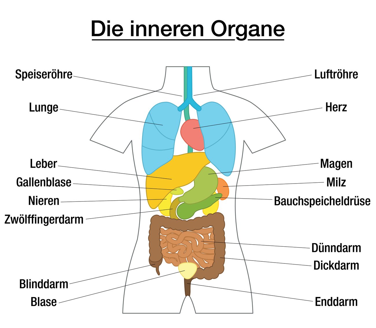 Die Lage deiner Organe spielt eine große Rolle Die Lage deiner Organe spielt eine große Rolle