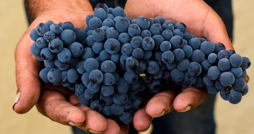 Dunkle Weintrauben in zwei Händen