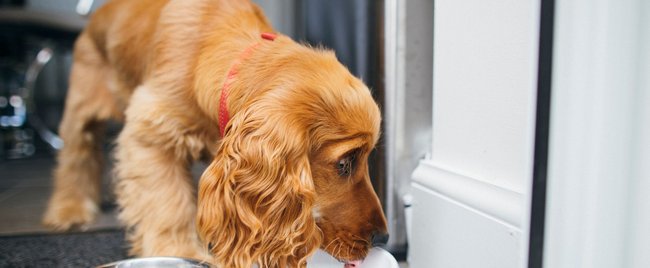Dein Hund stößt ständig den Napf um? Dieses Ikea DIY ist die Lösung