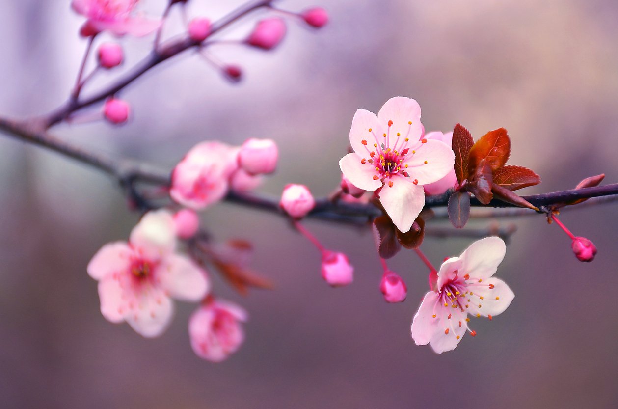 Kirschblüten-Tätowierung Kirschblüten-Tätowierung