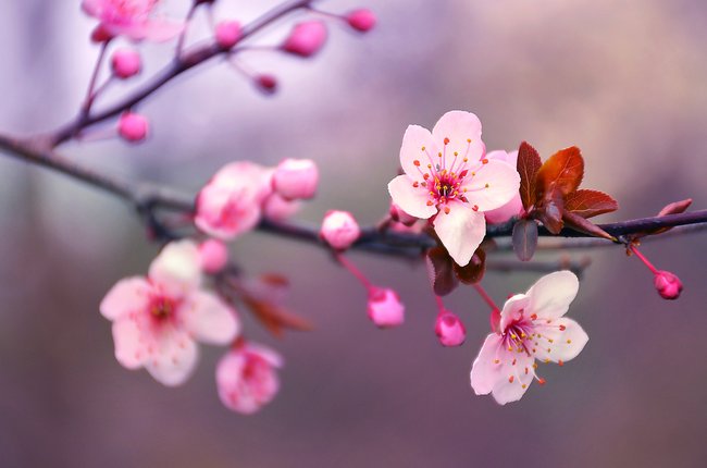 Kirschblüten-Tätowierung