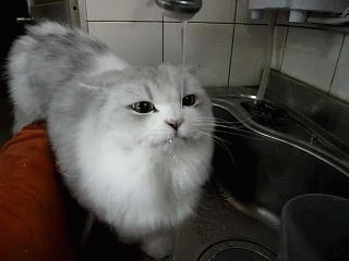 Katze trinkt vom Wasserhahn Katze trinkt vom Wasserhahn