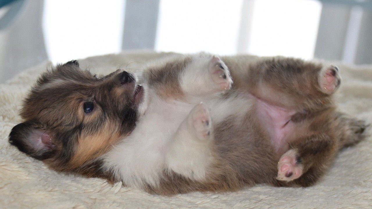 Zeigen Hunde Bauch, ist dies ein großer Vertrauensbeweis. 