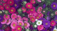 Aster Bedeutung: Welche Symbolik verkörpert die schöne Herbstblume?