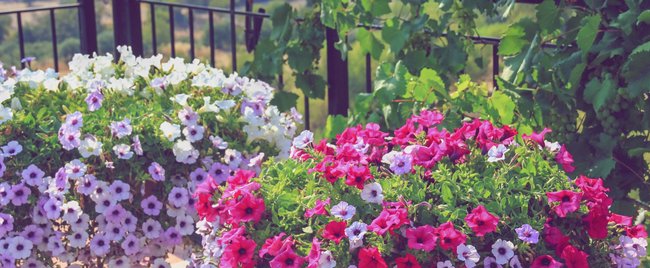 Pflegeleicht und langlebig: An diesen schönen Balkon-Pflanzen hast du den ganzen Sommer Freude