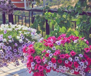 Pflegeleicht und langlebig: An diesen schönen Balkon-Pflanzen hast du den ganzen Sommer Freude