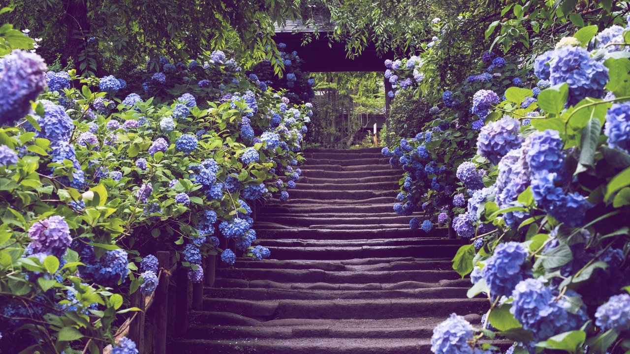 Blaue Hortensien