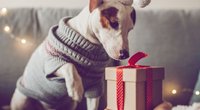 Weihnachtsgeschenke für Hunde: Darüber freut sich dein Vierbeiner!