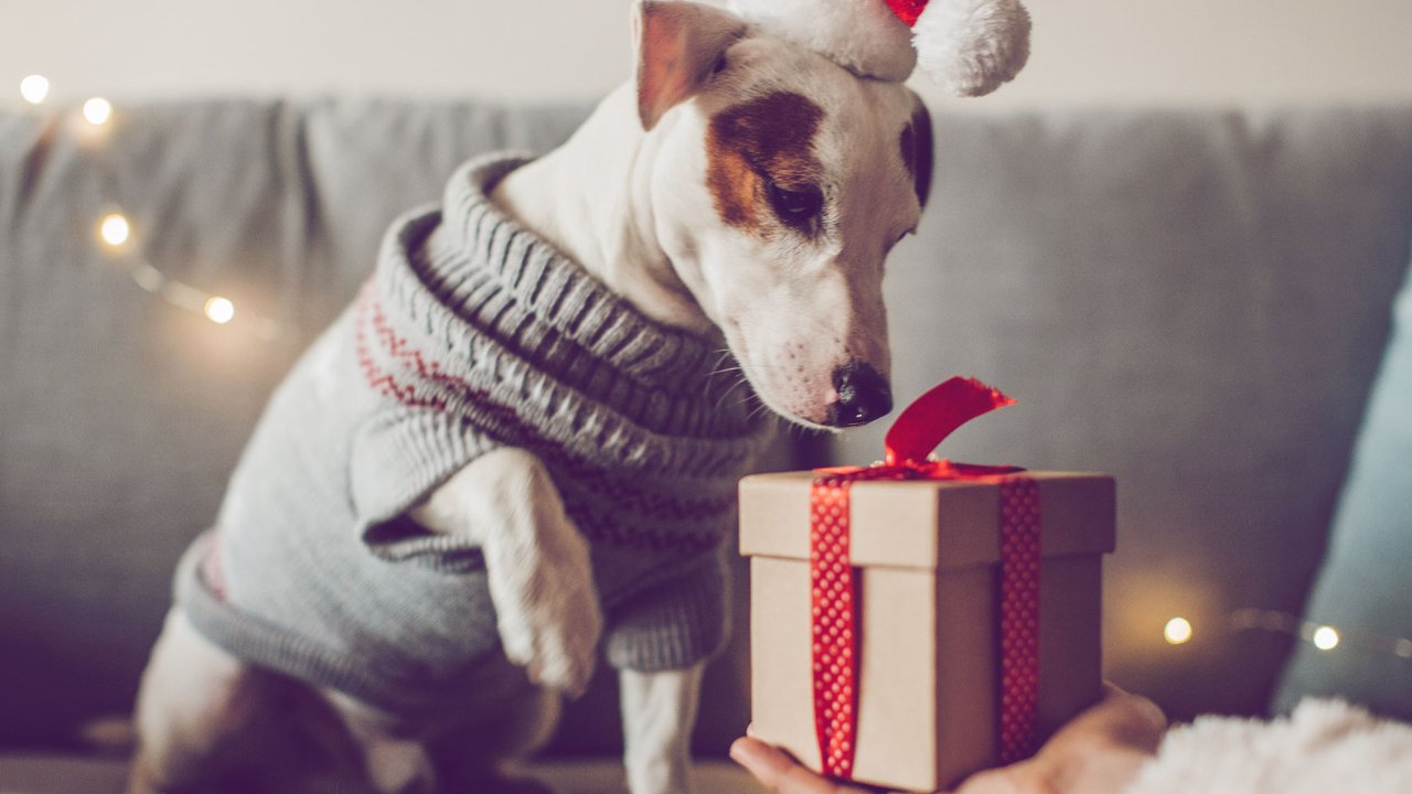 Weihnachtsgeschenke für Hunde: Darüber freut sich dein Vierbeiner!