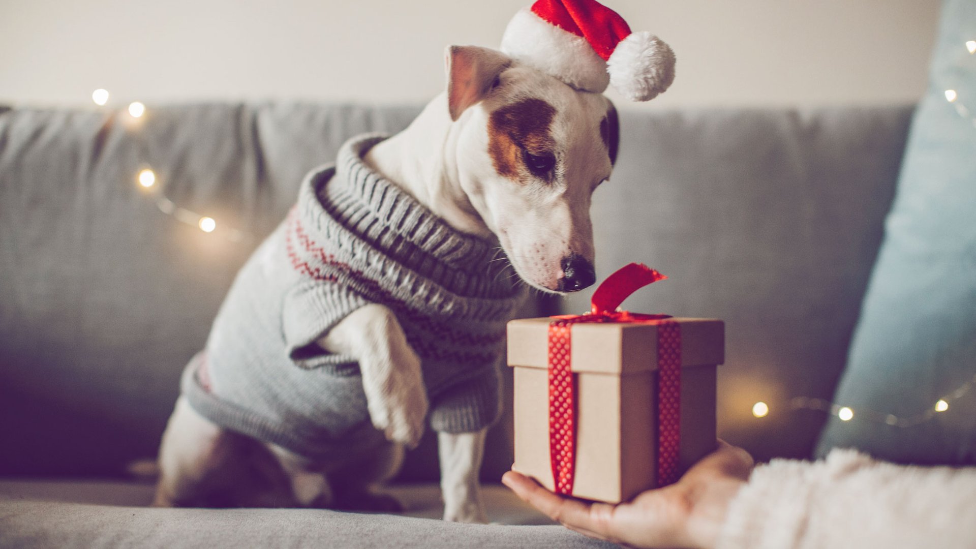 geschenke für den hund zu weihnachten