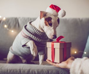 Weihnachtsgeschenke für Hunde: Darüber freut sich dein Vierbeiner!