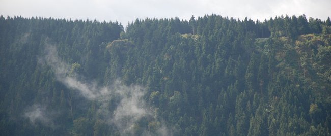 8 Thriller-Romane, in denen gruselige Wälder vorkommen