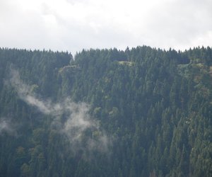 8 Thriller-Romane, in denen gruselige Wälder vorkommen