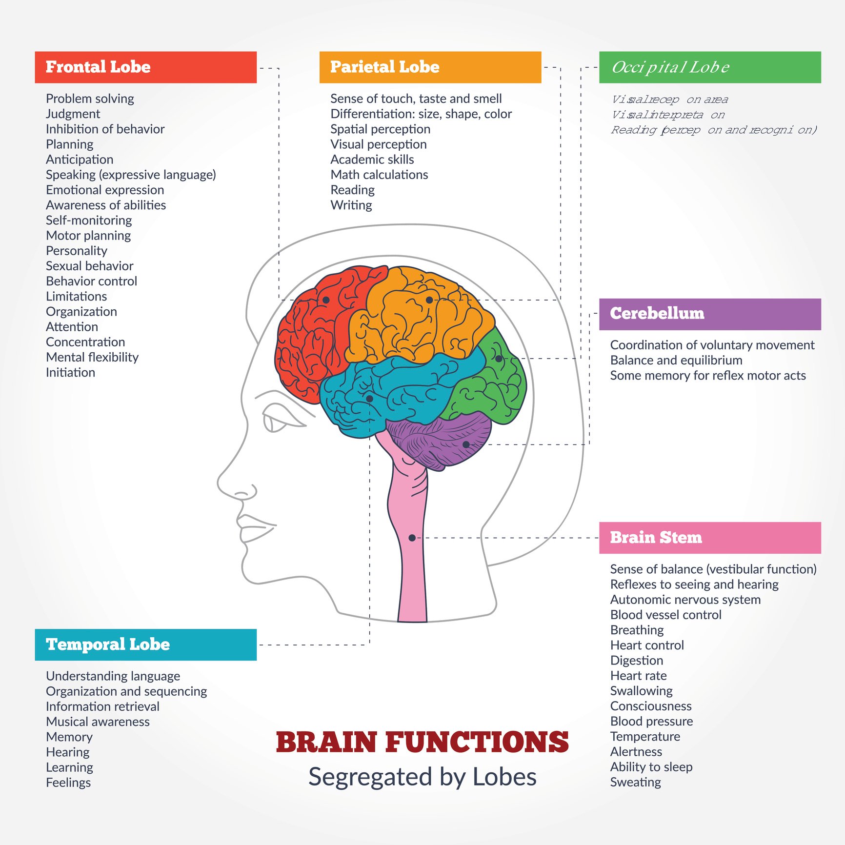 Die Funktionen im Gehirn