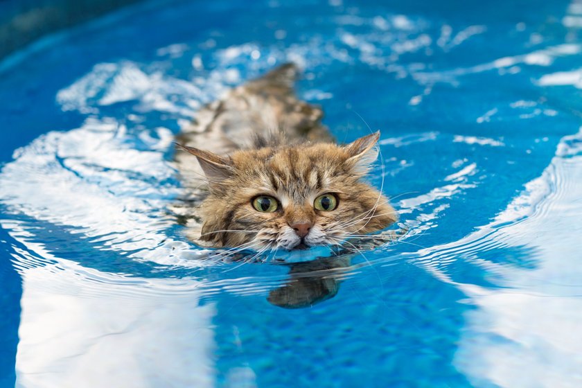 Katze im Wasser