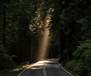 Traumdeutung Wald: Was könnte dahinter stecken?